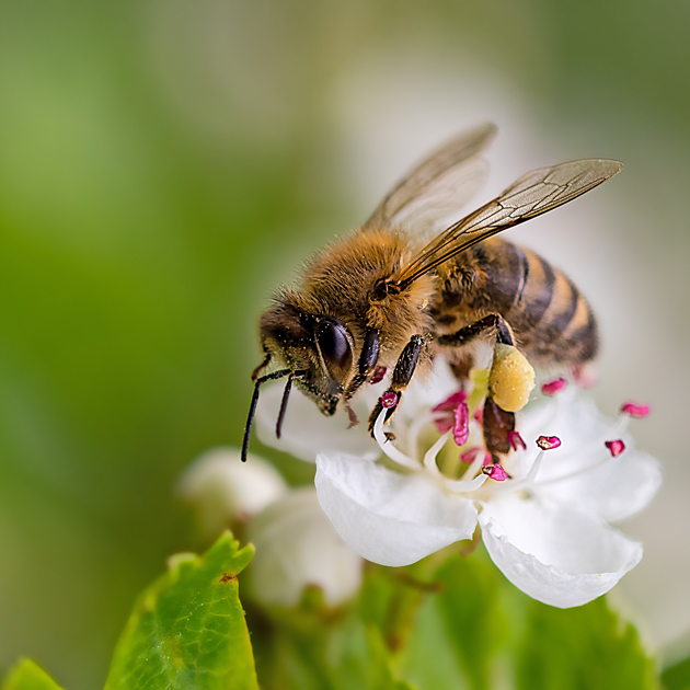 caritas-schule-mariannhill-bienen-ag-biene-auf-bluete-nahaufnahme